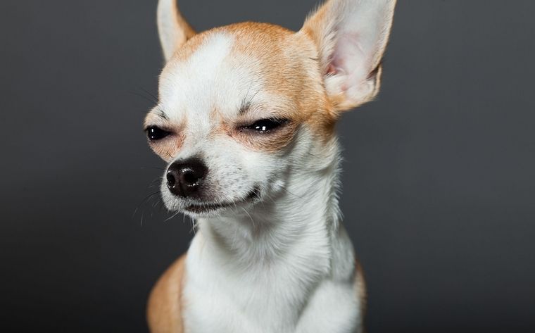 El perrito se retuerce de dolor por la salsa picante en sus ojos