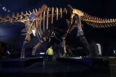 El Patagotitan mayorum vivió a mediados del período Cretácico Foto: Gentileza MEF