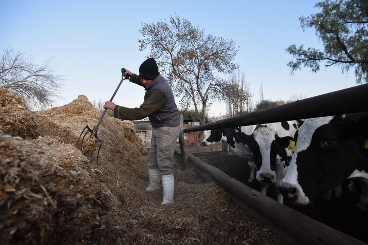 Prorrogan por seis meses la suspensión de las retenciones para los lácteos y eliminan reintegros. Foto: Juan Ignacio Blanco/MDZ