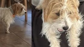 Harry, el perro que fue asesinado en un barrio privado de Córdoba. 