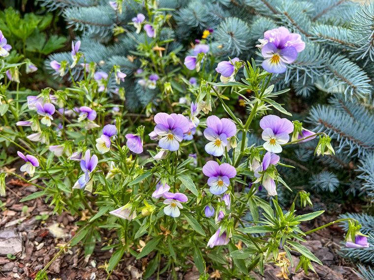 No pierdas la oportunidad de tener el jardín hermoso este invierno. Foto: Shutterstock