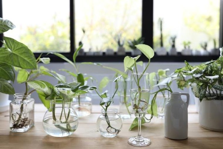 Estas plantas de interior pueden crecer solo en agua y requieren pocos cuidados.