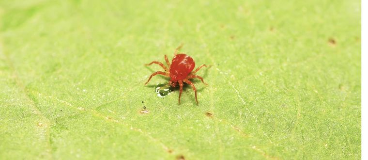 Es común encontrar esta plaga en los jardines Foto: Shutterstock
