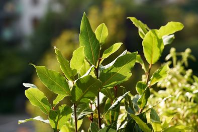 MDZol | El laurel es ideal para alejar a estos molestos insectos. Foto: Fuente: Shutterstock