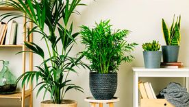 Plantas de interior purificadoras. Créditos: elblogdelatabla.com Plantas de interior purificadoras. Créditos: elblogdelatabla.com