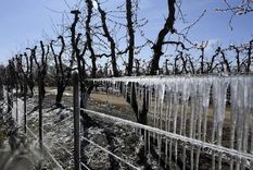 Las contingencias climáticas de la temporada pasada impactaron en la suba del seguro. Foto: Prensa Gobierno de Mendoza