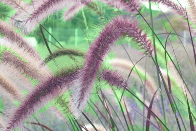 MDZol | Los pennisetum son de muy fácil cuidado y embellecen los jardines. Foto: JardineriaOn