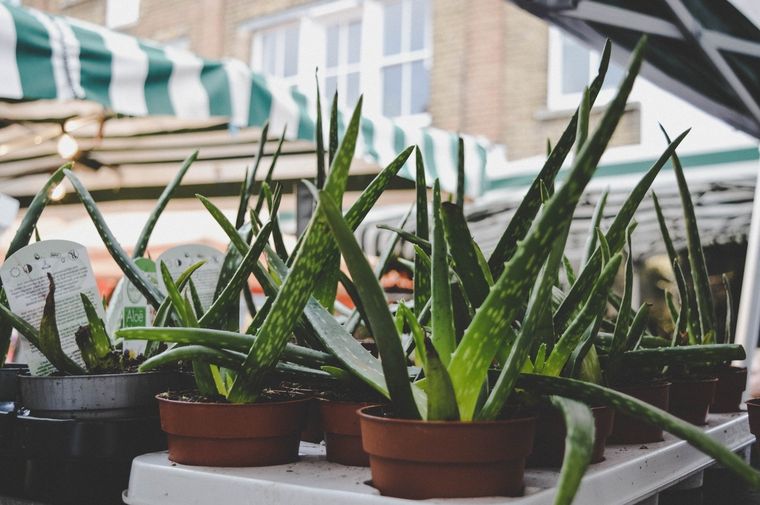 Aloe vera en casa Foto: Pexels