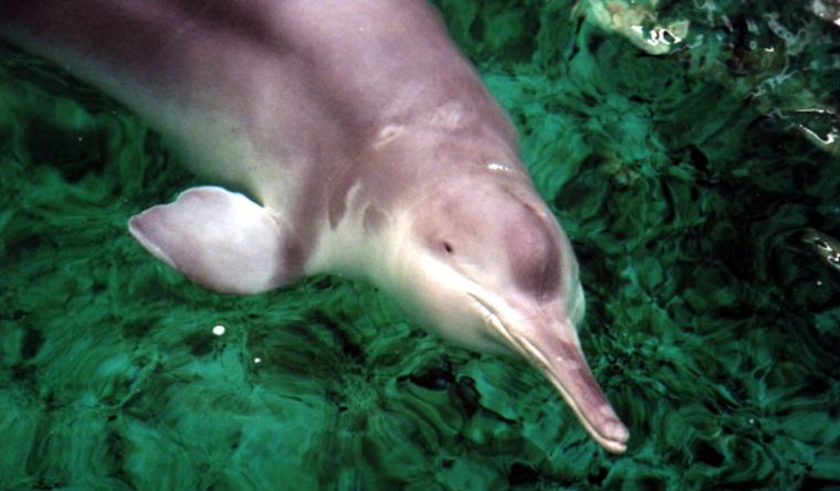 El delfín baiji actual se creía extinto, pero han aparecido algunos especímenes. Foto: baijidolphin.weebly.com