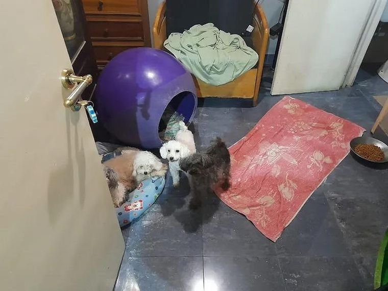 Los animales vivían en un departamento y estaban desnutridos