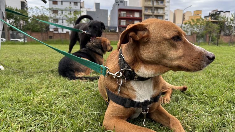 Hay factores que muestran el envejecimiento de los perros. Foto Sindicato de Trabajadores Caninos Hay factores que muestran el envejecimiento de los perros. Foto Sindicato de Trabajadores Caninos