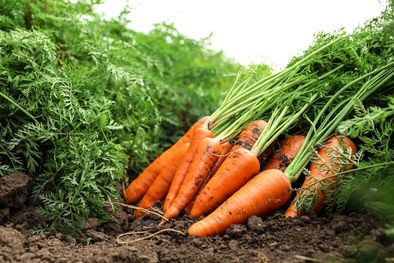 MDZol | Este es el abono definitivo que hará magia en tu jardín Foto: Shutterstock