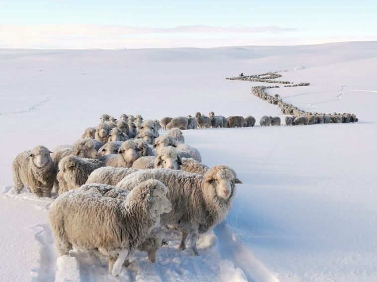 La nieve se derritió y aparecieron cientos de ovejas muertas en los campos de la provincia de Santa Cruz. Foto: Foto: Ejército Argentino