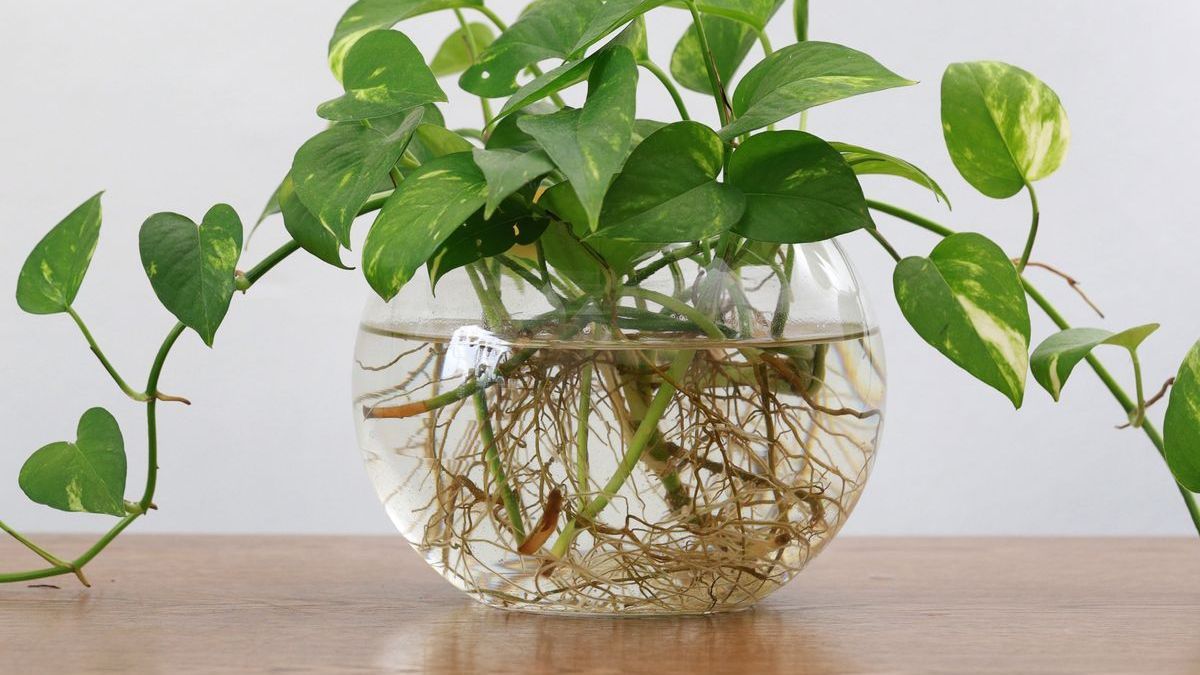 Plantas: qué hacer para que el pothos crezca rápido y con hojas enormes