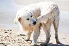 Perro, se muerde la cola, paràsitos