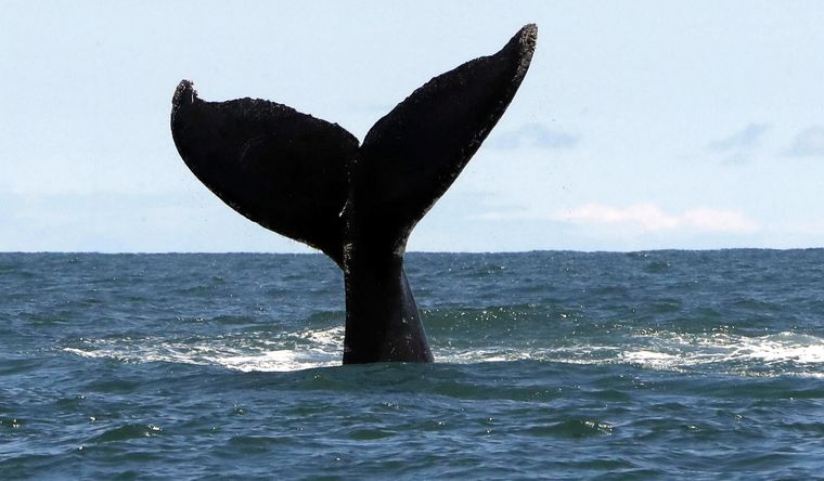 Los océanos un día desaparecen Foto: EFE