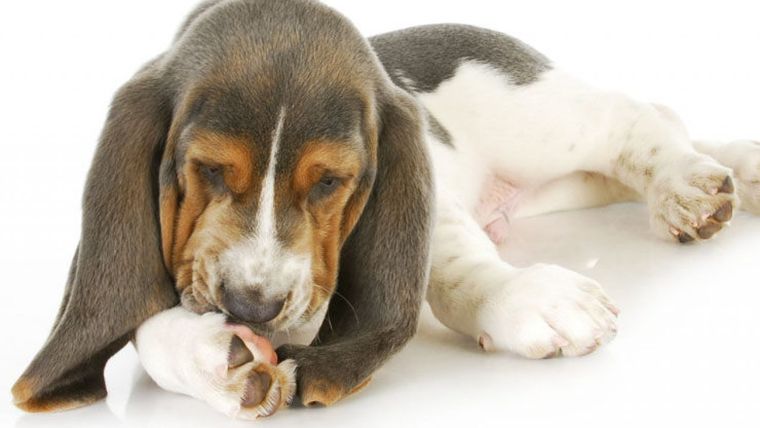 El lamido excesivo de tus mascotas puede ser una señal de dolor, alergia o ansiedad. Foto: Archivo MDZ El lamido excesivo de tus mascotas puede ser una señal de dolor, alergia o ansiedad. Foto: Archivo MDZ