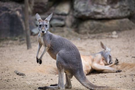 Matan de un piedrazo a un canguro en zoo de China, porque no saltaba