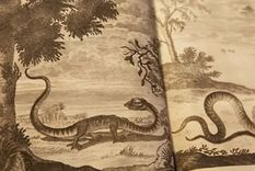 En sus primeras épocas, la Royal Society recopilaba tanta información sobre criaturas y acontecimientos extraños observados recientemente en lugares extranjeros como sobre lo que ahora conocemos como ciencia. Foto: BBC