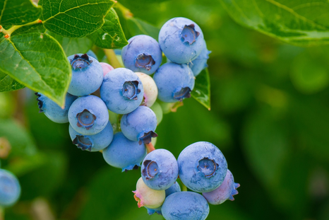 Aprende a cultivar arándanos en tu propia casa: será sencillo. Foto: Pixabay - pixabay.com