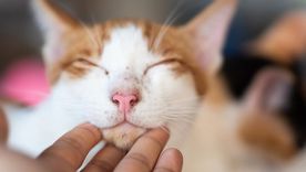 Los gatos desarrollan vínculos afectivos basados en la confianza y la seguridad. Foto: Experto Animal Los gatos desarrollan vínculos afectivos basados en la confianza y la seguridad. Foto: Experto Animal