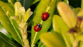 Si aparecen mariquitas en tus plantas es señal de que detectaron una plaga activa y vinieron a combatirla. Foto: Shutterstock Si aparecen mariquitas en tus plantas es señal de que detectaron una plaga activa y vinieron a combatirla. Foto: Shutterstock