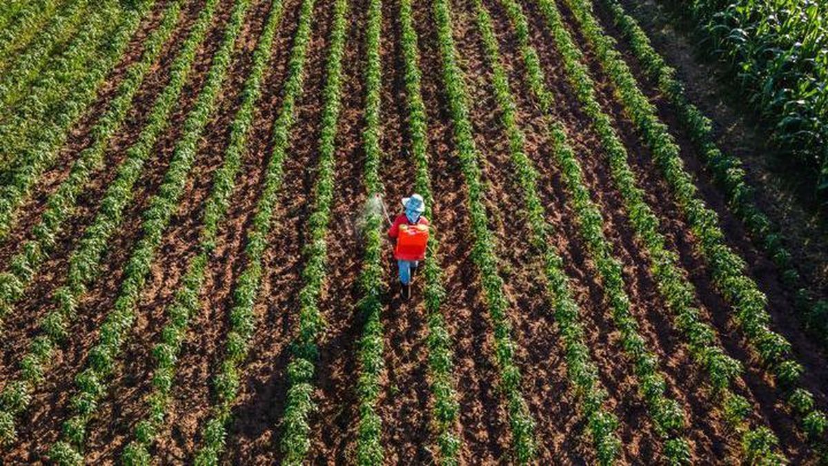 Soja: ¿puede Argentina capitalizar la menor demanda china de granos estadounidenses?