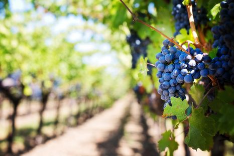 Crecen las nuevas tendencias: más vinos orgánicos argentinos