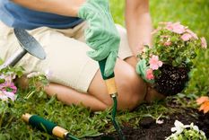 Las flores y plantas que no pueden faltar en el jardín en noviembre. Foto: Shutterstock