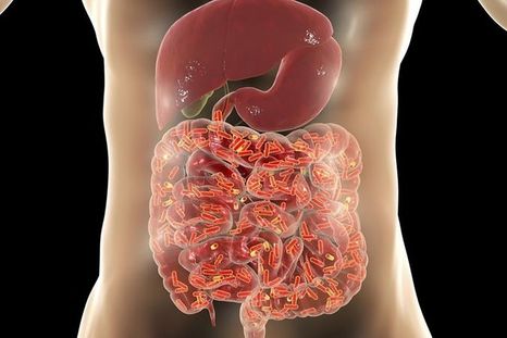 Nuestro cuerpo alberga infinidad de microorganismos que contribuyen a infinidad de procesos e interacciones biológicas. Foto: GETTY IMAGES
