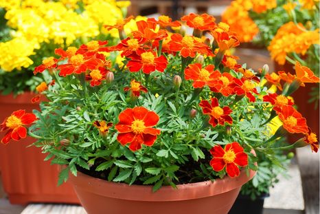 La planta que llena de vida el balcón con sus flores. La planta que llena de vida el balcón con sus flores.