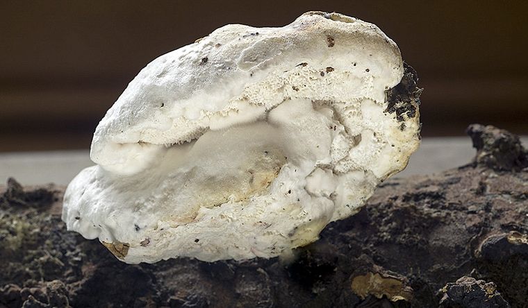 Ejemplar de hongo amaropostia stiptica. Foto: Centro de estudios micologicos.