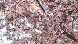 Este árbol además de dar sombra no requiere de mucho espacio. Este árbol además de dar sombra no requiere de mucho espacio.