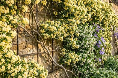 MDZol | rosal de banksia