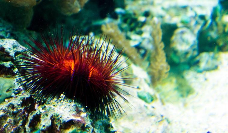 La biodiversidad del sur chileno es francamente asombrosa. Foto: Efe.