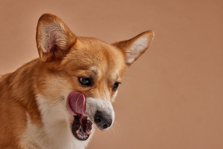 El lenguaje corporal de los perros es clave para detectar señales de estrés. El lenguaje corporal de los perros es clave para detectar señales de estrés.