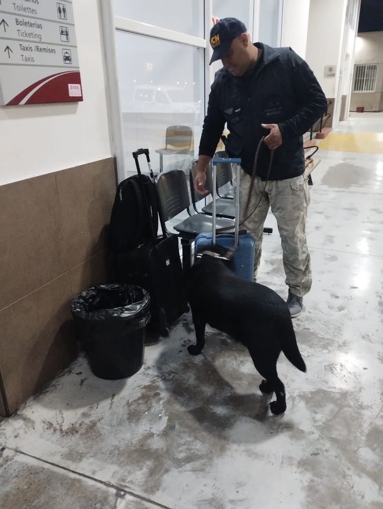 El perro Aquiles en acción. Foto: Gentileza.