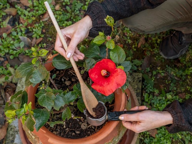 Los mejores tips de jardinería. Foto: Shutterstock Los mejores tips de jardinería. Foto: Shutterstock