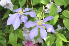 Esta planta tiene hermosas flores de diferentes colores. Foto: Shutterstock