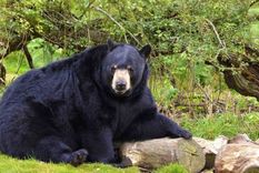 video viral: el oso chewbacca que canta a capela desde un arbol
