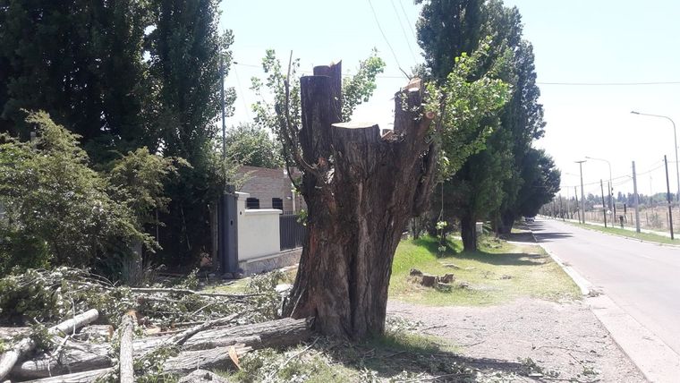 Sobre calle Liniers de Chacras de Coria, los vecinos denuncian la tala indiscriminada de árboles Foto: Gentileza