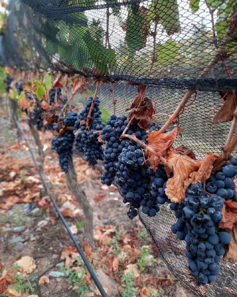 La situación de los productores vitivinícolas es compleja desde diversos aspectos Foto: Twitter Lucas Niven