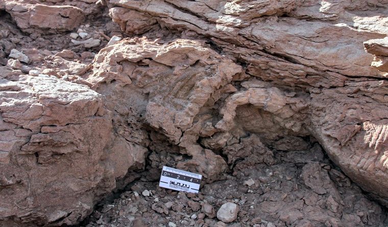 huellas dinosaurio Las huellas según imagen difundida por el Conicet, de Argentina. Foto: Conicet.