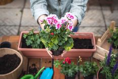 Jardín Plantas con flores Foto: Shutterstock