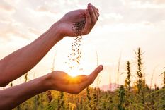 Semillas de cannabis serán consideradas un superalimento en Argentina. Foto: Shutterstock