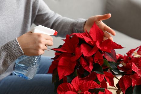 El truco para mantener las plantas sanas durante el invierno. El truco para mantener las plantas sanas durante el invierno.