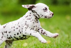 Foto: .wideopenpets.com