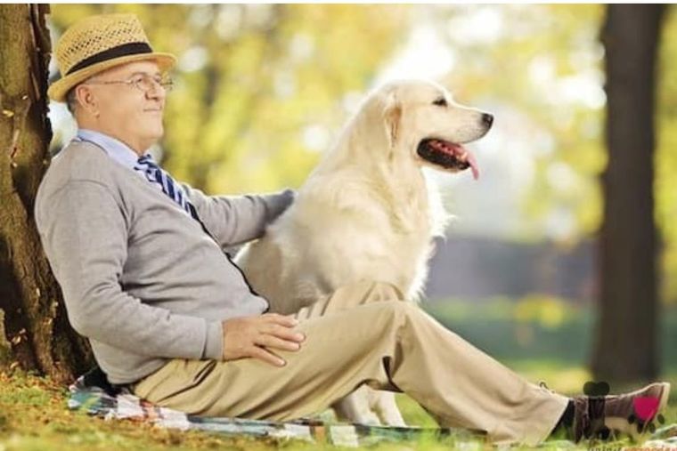 Perros de compañía Perros de compañía tu mejor mascota Foto: Freepik