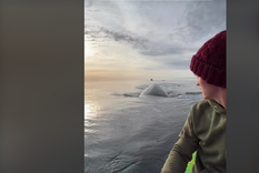 La pareja que compartió su encuentro cercano con ballenas en varios videos de Tik tok fue sancionada por Prefectura. Foto: Captura de video