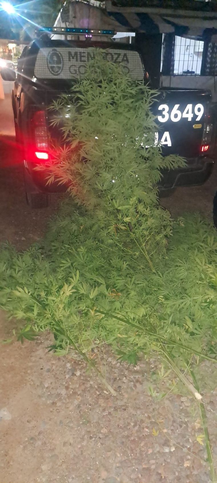 La Policía de Mendoza incautó 14 plantas de marihuana en Las Heras Foto: Ministerio de Seguridad de Mendoza